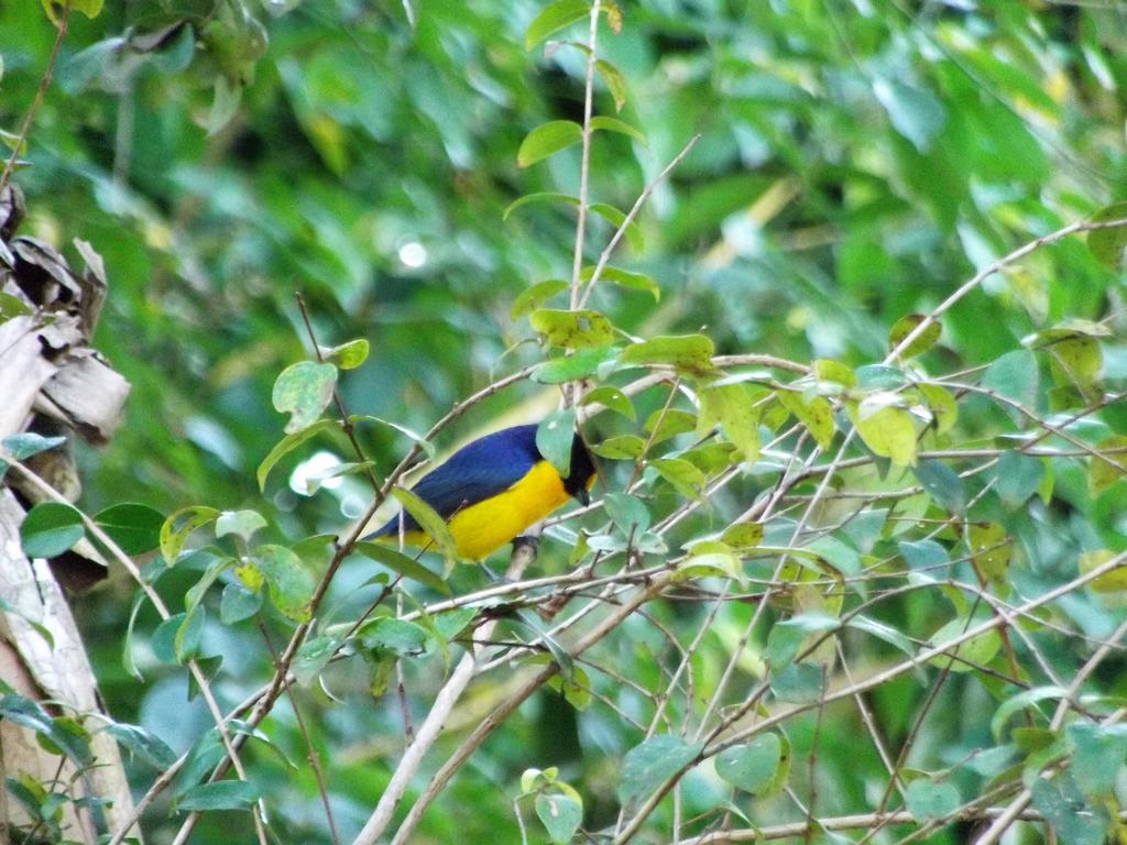 Pousada Miracolo Araquari Kültér fotó